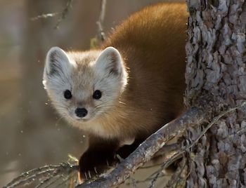 A Marten